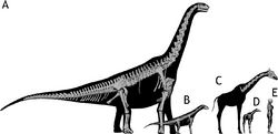 Diagram showing known bones of a long-necked dinosaur, with a human in front of it