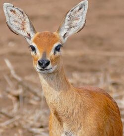 Steenbok (Raphicerus campestris) female (33068039282).jpg
