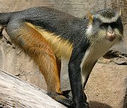 Gray and brown monkey
