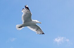 Восточносибирская чайка в полёте - Larus vegae mongolicus.jpg