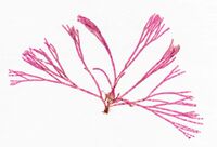 Bornetia secundiflora herbarium item.jpg