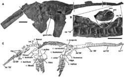Holotype of Eoplesiosaurus antiquior.png