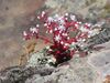 Sedum caeruleum (corsica).jpg