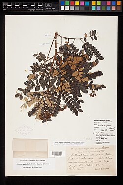 Abarema aspleniifolia.jpg