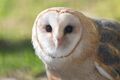 Barn Owl Closeup (17036360686).jpg
