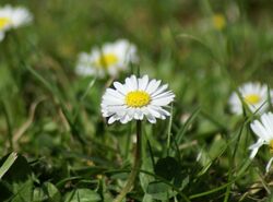 An image of flowers, with one in focus. The background is out of focus.