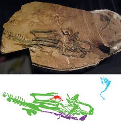 Photograph of fossil specimens in live position, and interpretative diagram highlighting the skeletons