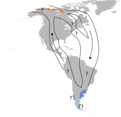 Numenius borealis map.svg