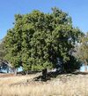 Brachychiton populneus tree.jpg