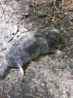 Hairy-tailed Mole iNaturalist.jpg