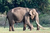 Male Elephant Tusker Nagarhole Karnataka Apr22 D72 23736.jpg