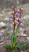 Orchis collina0300 02.jpg