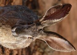 Scrub Hare (Lepus saxatilis) close-up (30544290256) (2).jpg