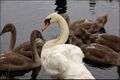 Swan and cygnets near the Newry canal - geograph.org.uk - 500760.jpg