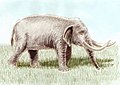 Elephas beyeri-bpk.jpg