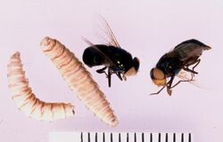 Chrysomya-bezziana-adult-larva.jpg