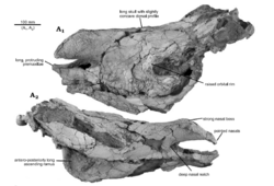 Eoazara holotype.png
