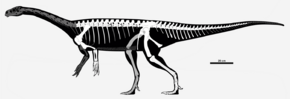 Guaibasaurus candelariensis.png