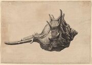 Fine etching of a Shell (Murex brandaris)