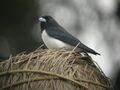 Great Woodswallow.jpg