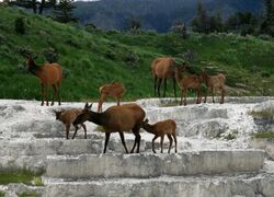 Photograph of elk crossing Opal Terrace