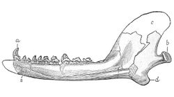 American Jurassic Mammals plate IX Docodon striatus.jpg