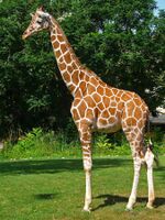 Giraffa camelopardalis reticulata 01, flip.jpg