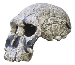 Reconstruction of the KNM-ER 1470 skull
