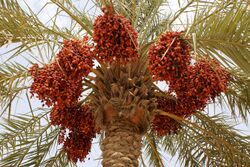Date bunches on a palm
