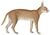 Felis caracal - 1818-1842 - Print - Iconographia Zoologica - Special Collections University of Amsterdam -(White Background).jpg