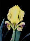 Iris pseudopumila02.jpg