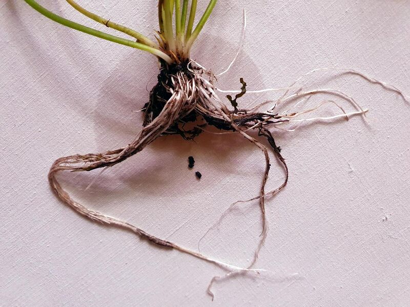 File:Nymphaea cf. gardneriana Planch. stem and roots.jpg