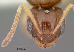 Close up of an ant's head, with segments of its antennae visible