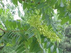 Ailanthus altissima2.jpg