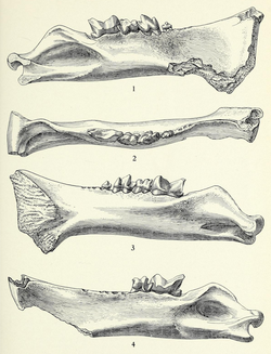 Apataelurus kayi holotype dentary - Scott 1938.png