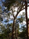 Eucalyptus leucoxylon.jpg