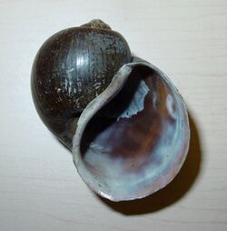 Pomacea insularum shell 3.jpg