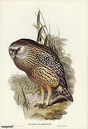 Bird illustration by Elizabeth Gould for Birds of Australia, digitally enhanced from rawpixel's own facsimile book602.jpg