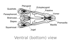 Dimetrodon skull ventral.svg