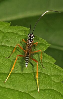 Ichneumon Wasp - Polycyrtus neglectus, Andelot Farm, Worton, Maryland.jpg