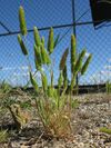 Rostraria cristata plant2 (7405576404).jpg