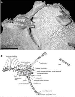 Süntel Formation pterosaur.png