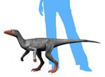 Eoraptor NT small.jpg