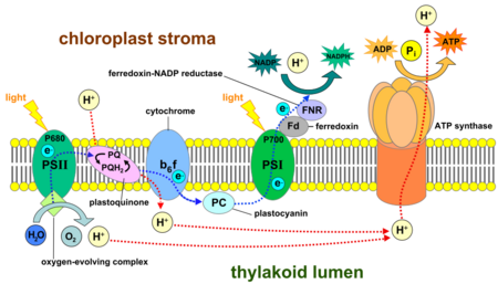 The light reactions of photosynthesis take place across the thylakoid membranes.