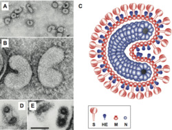Virion morphology of equine torovirus Berne (gen. Torovirus).png