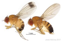 DrosophilasuzukiiphotoMcEvey.jpg