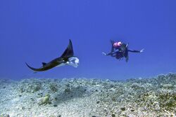 Manta and scuba diver