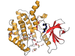 Human casein kinase 1 alpha PDB 6GZD.png
