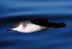 Photo of a great shearwater in flight