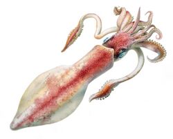 Illustration of the longfin inshore squid.